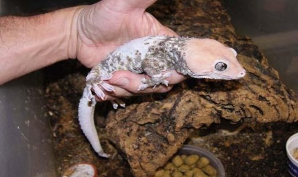 3 Simple Ways to Take Proper Care of Tokay Gecko