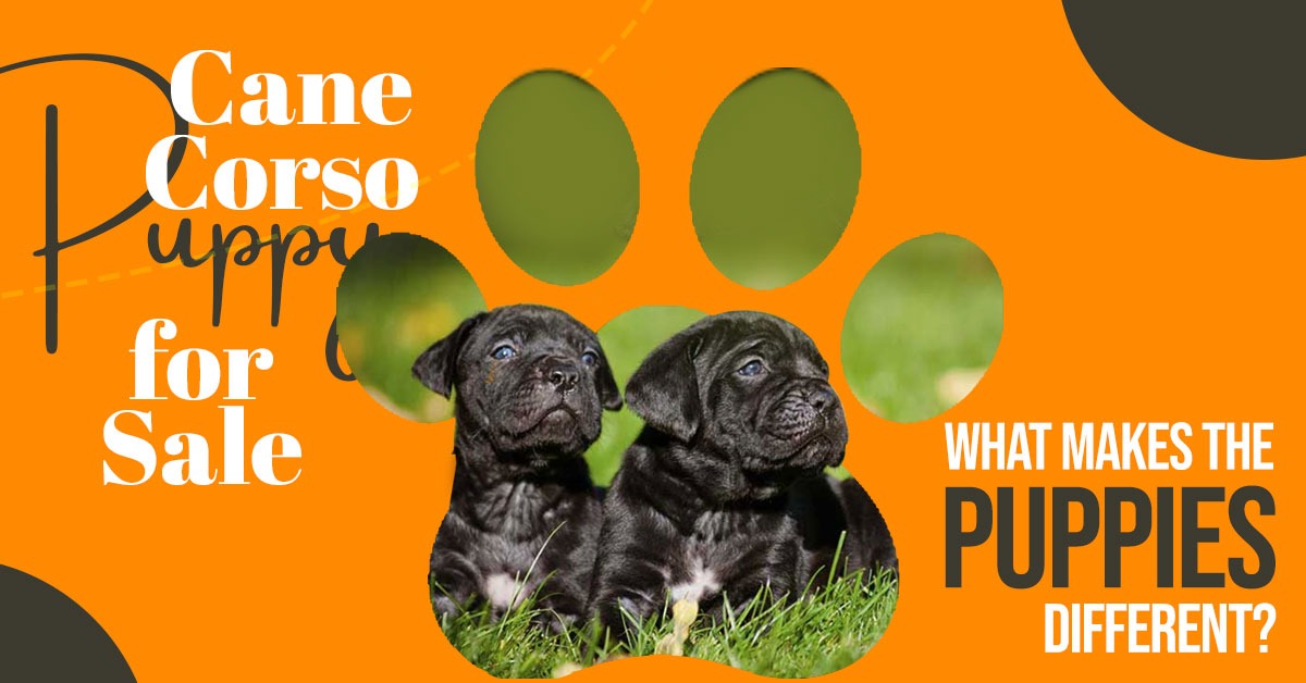 Cane Corso Puppies for Sale – What Makes the Puppies Different?